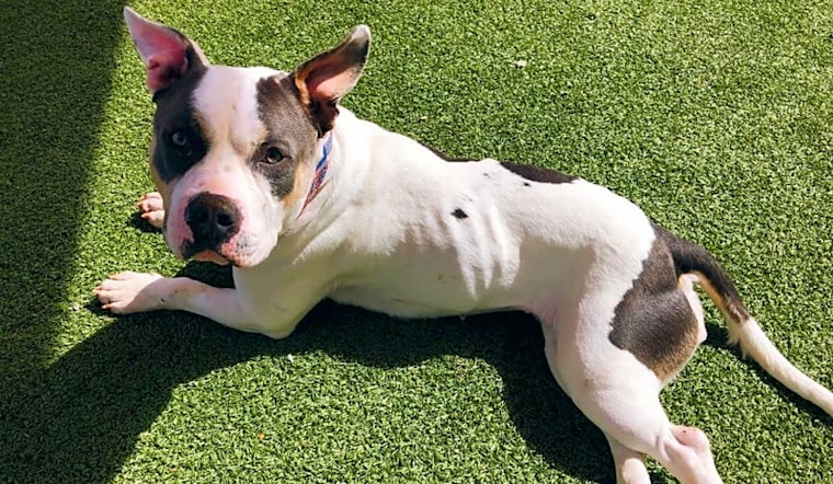 Looking to adopt a pet? Here are 6 delightful doggies to adopt now in Denver
