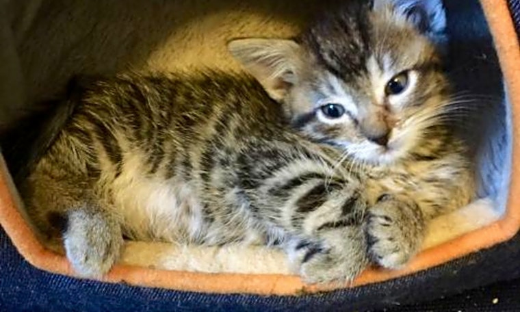 These Aurora-based cats are up for adoption and in need of a good home
