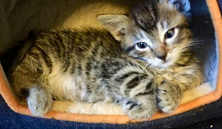 These Aurora-based cats are up for adoption and in need of a good home