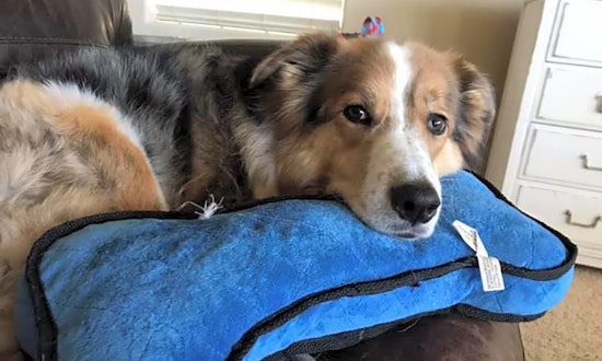 Want to adopt a pet? Here are 6 lovable pups to adopt now in Colorado Springs
