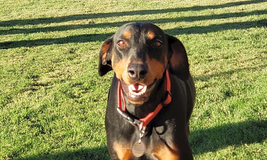 These Albuquerque-based dogs are up for adoption and in need of a good home