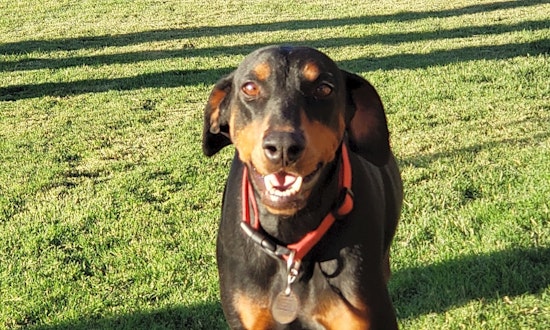 These Albuquerque-based dogs are up for adoption and in need of a good home