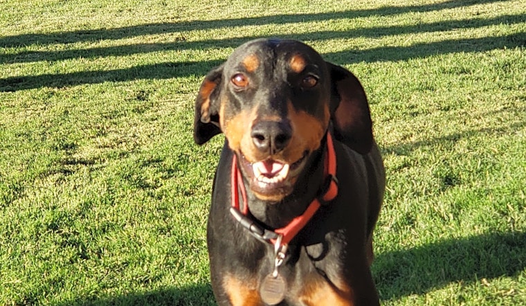 These Albuquerque-based dogs are up for adoption and in need of a good home