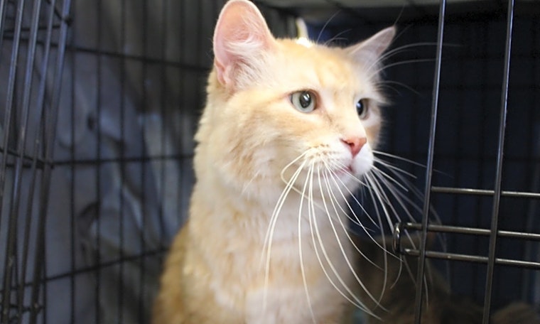 7 cool kitties to adopt now in Las Vegas