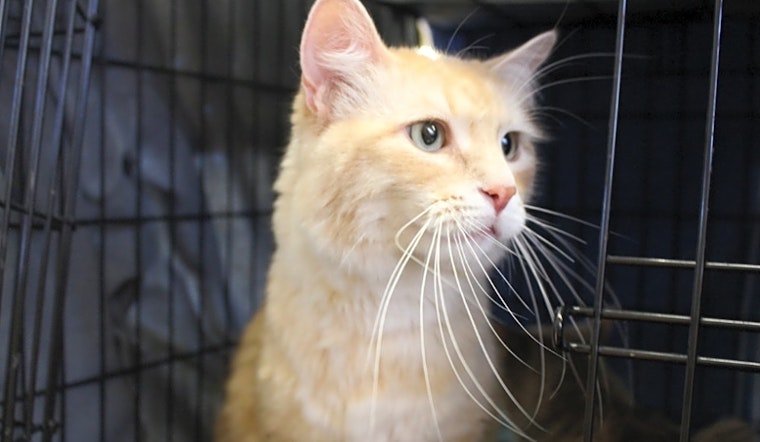 7 cool kitties to adopt now in Las Vegas