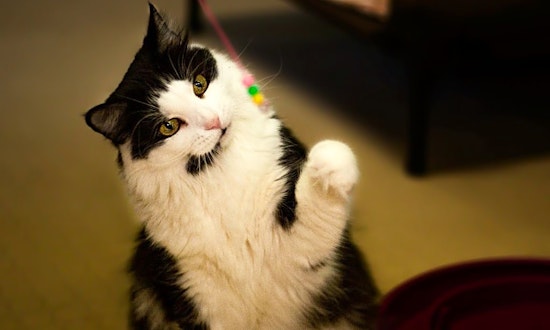 These Phoenix-based cats are up for adoption and in need of a good home
