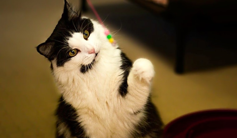 These Phoenix-based cats are up for adoption and in need of a good home