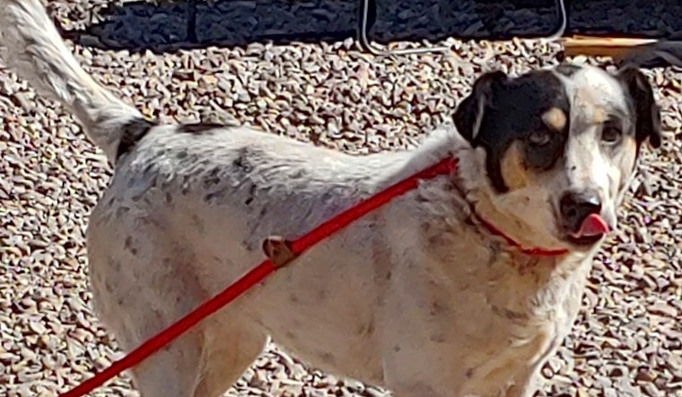 These Tucson-based canines are up for adoption and in need of a good home
