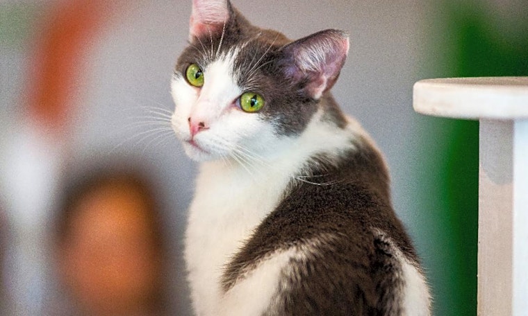 Want to adopt a pet? Here are 6 lovable kitties to adopt now in Los Angeles
