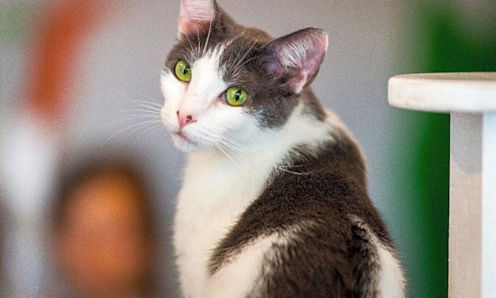 Want to adopt a pet? Here are 6 lovable kitties to adopt now in Los Angeles