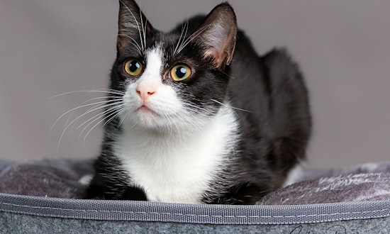 6 fluffy felines to adopt in Long Beach