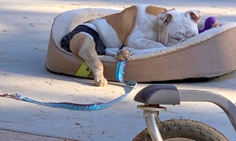 Santa Ana canines up for adoption