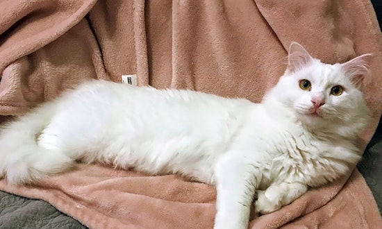 Want to adopt a pet? Here are 4 cool kitties to adopt now in San Francisco