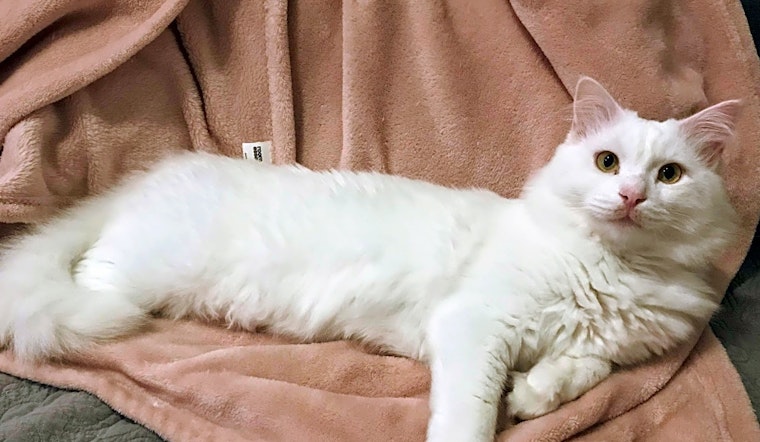 Want to adopt a pet? Here are 4 cool kitties to adopt now in San Francisco
