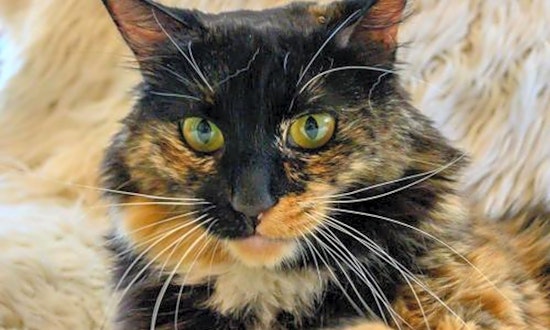 These Oakland-based felines are up for adoption and in need of a good home