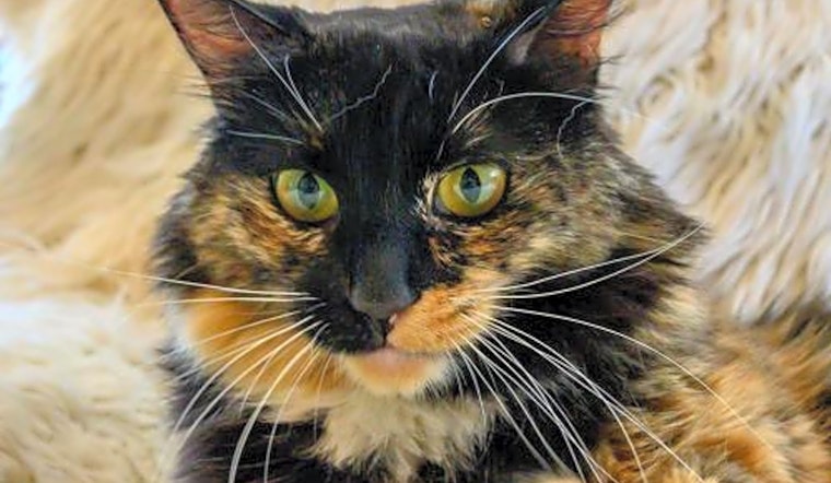 These Oakland-based felines are up for adoption and in need of a good home