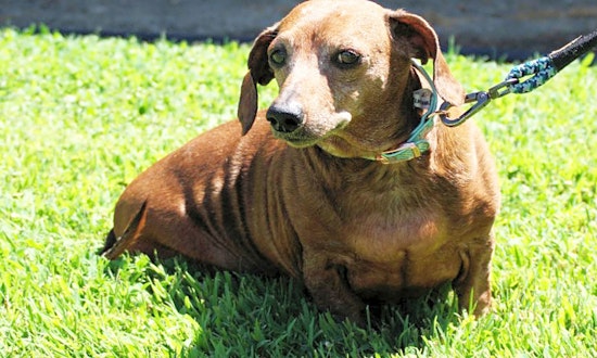 Looking to adopt a pet? Here are 6 lovable pups to adopt now in San Jose
