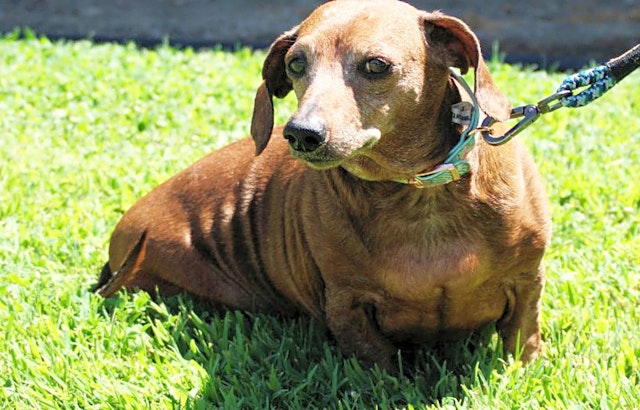 Looking to adopt a pet? Here are 6 lovable pups to adopt now in San Jose