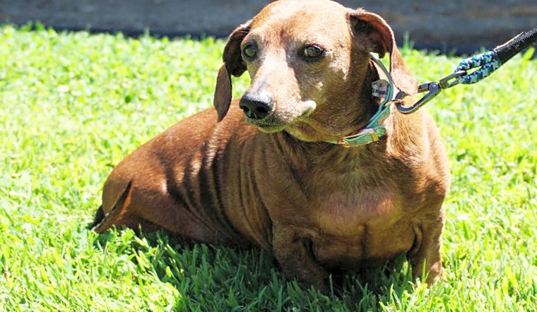 Looking to adopt a pet? Here are 6 lovable pups to adopt now in San Jose