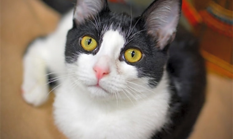 These Portland-based felines are up for adoption and in need of a good home