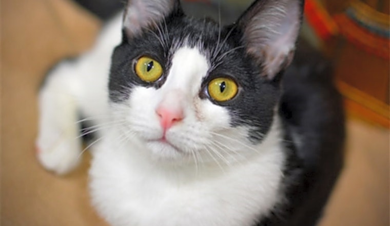 These Portland-based felines are up for adoption and in need of a good home