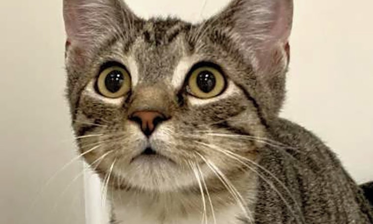 6 charming cats to adopt now in Sacramento