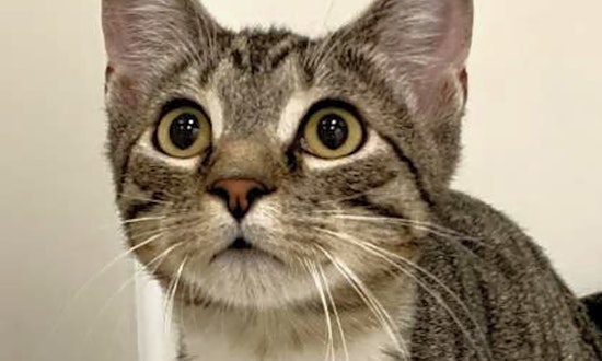 6 charming cats to adopt now in Sacramento