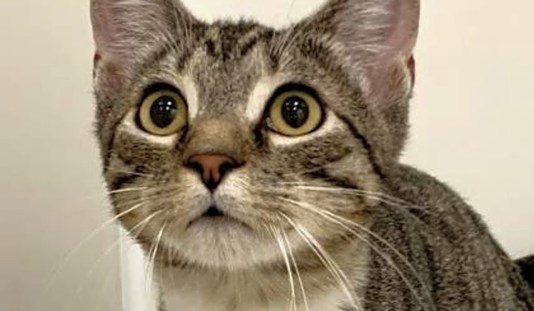 6 charming cats to adopt now in Sacramento