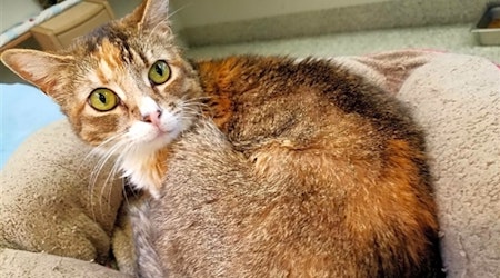 Looking to adopt a pet? Here are 6 charming cats to adopt now in Fresno