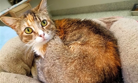 Looking to adopt a pet? Here are 6 charming cats to adopt now in Fresno