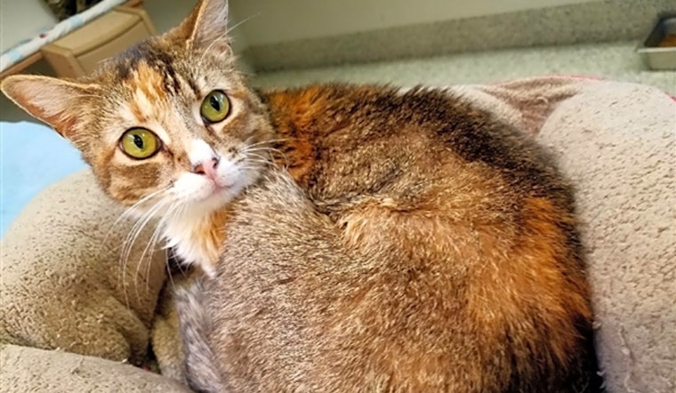 Looking to adopt a pet? Here are 6 charming cats to adopt now in Fresno