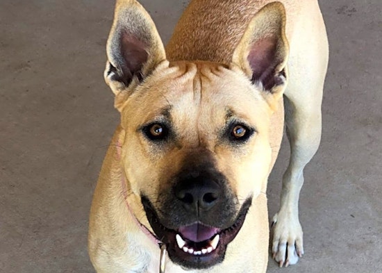 5 lovable pups to adopt now in Stockton