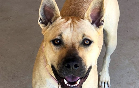 5 lovable pups to adopt now in Stockton