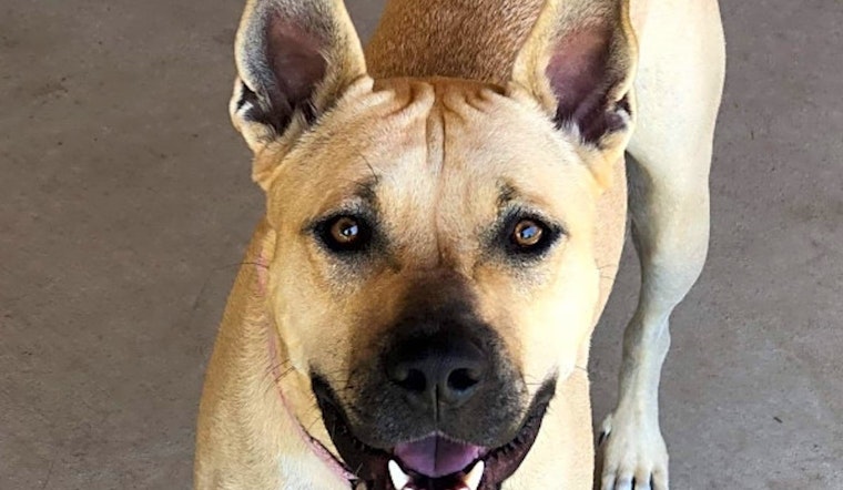 5 lovable pups to adopt now in Stockton