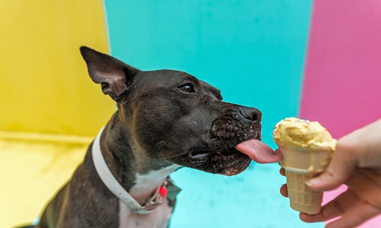 5 delightful doggies to adopt now in Seattle