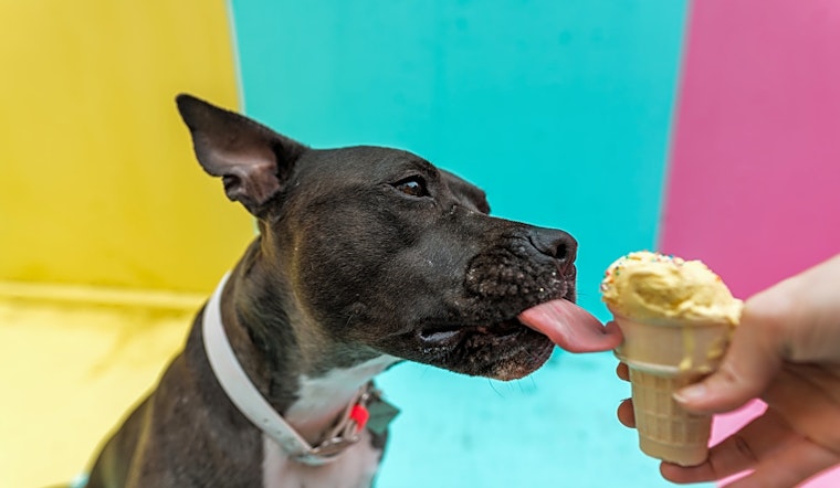 5 delightful doggies to adopt now in Seattle