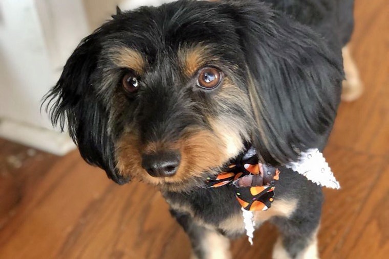 Nashville's top 5 pet stores to visit now