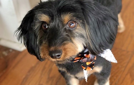 Nashville's top 5 pet stores to visit now