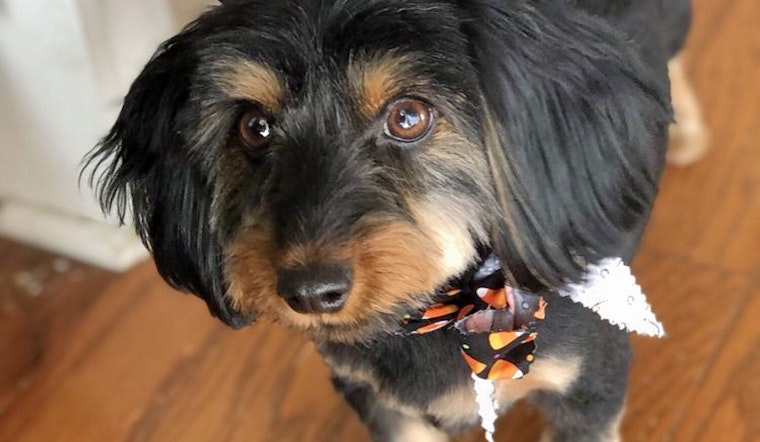Nashville's top 5 pet stores to visit now
