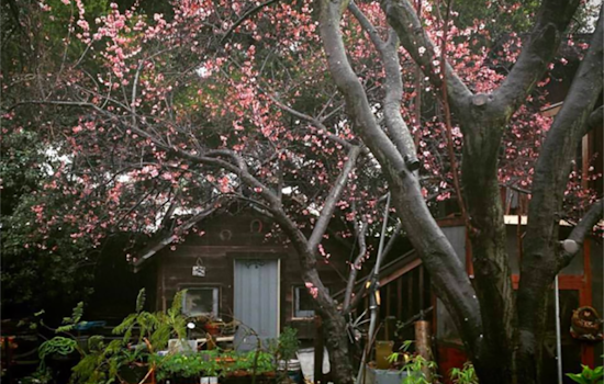 Fruitvale's 'Canticle Farm' Raises Food, Spirits