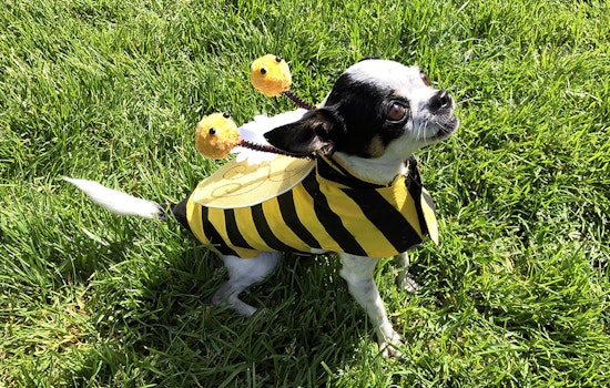 Scenes From 11th Annual DogFest