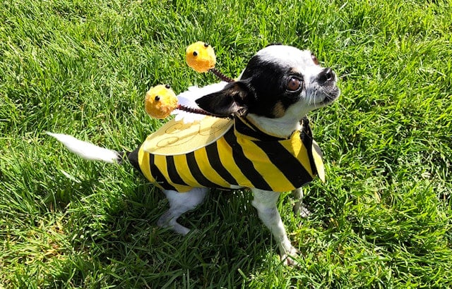 Scenes From 11th Annual DogFest