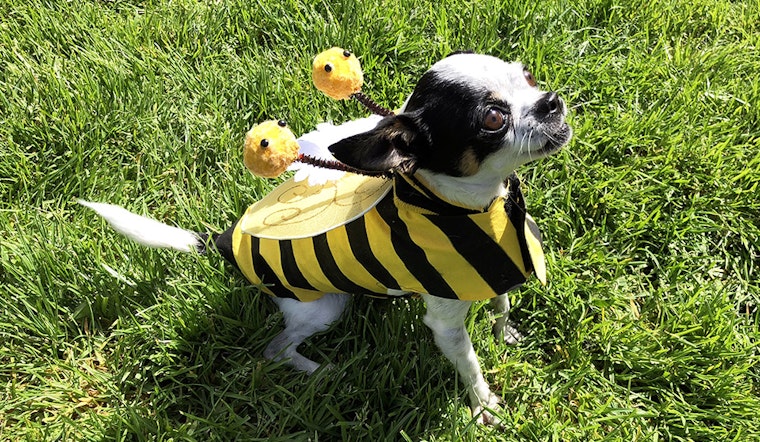 Scenes From 11th Annual DogFest