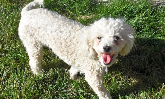 4 delightful doggies to adopt now in Henderson