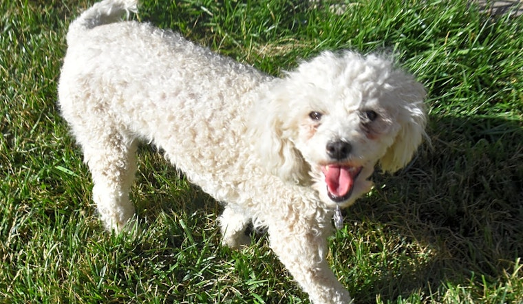 4 delightful doggies to adopt now in Henderson