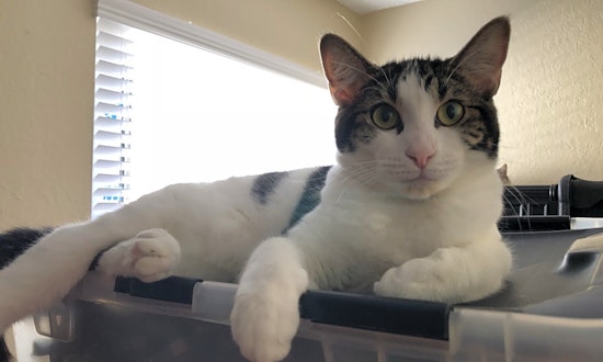 Want to adopt a pet? Here are 4 cute-as-can-be kittens to adopt now in Anaheim