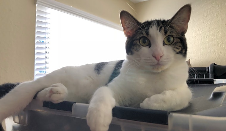Want to adopt a pet? Here are 4 cute-as-can-be kittens to adopt now in Anaheim