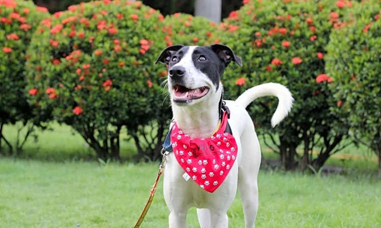 Want to adopt a pet? Here are 4 cuddly canines to adopt now in Sunnyvale