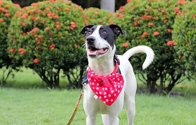 Want to adopt a pet? Here are 4 cuddly canines to adopt now in Sunnyvale