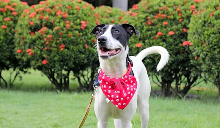 Want to adopt a pet? Here are 4 cuddly canines to adopt now in Sunnyvale